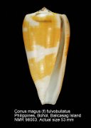 Conus magus (f) fulvobullatus